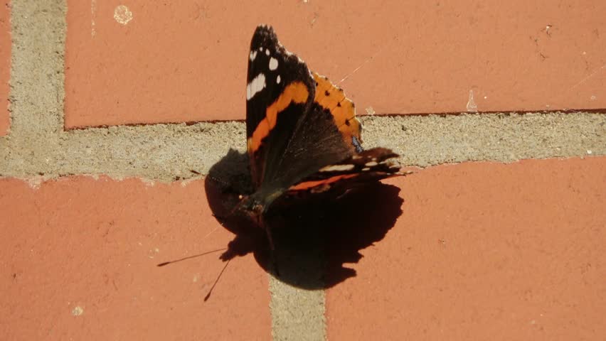 Colorful Red Admiral butterfly, Vanessa atalanta, landing on a red brick wall and gently fluttering its wings in the warm sunlight
