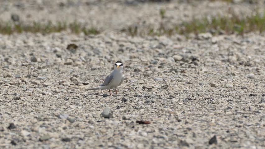 little tern is nesting in a seashore