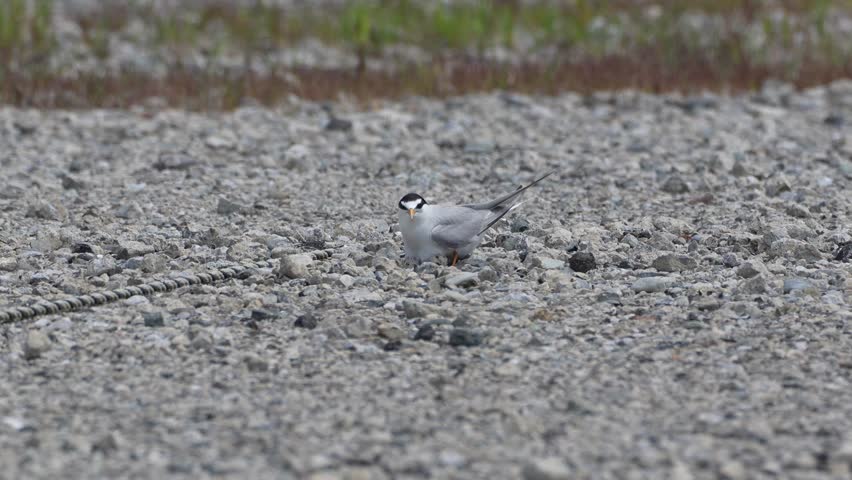 little tern is nesting in a seashore