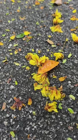 A scattering of fallen yellow and orange flowers, green leaves, and seed pods against the textured dark asphalt of a road or pathway.