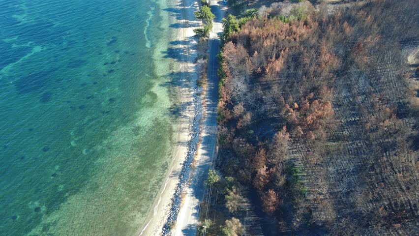 Aerial View of the Sea Meeting a Lush Green Forest Along the Coastline