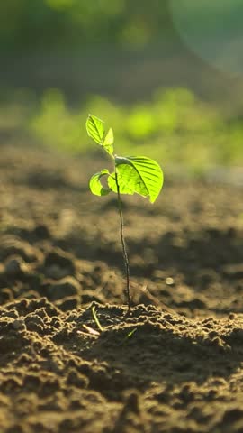 Closeup of human hands gently watering young green seedling planted in fertile soil outdoors during daylight, symbolizing growth, care, agriculture and sustainability