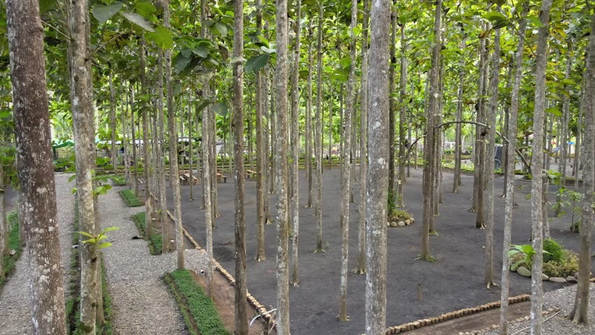The teak tree that was planted from the beginning was so neat, after growing it became so beautiful to look at