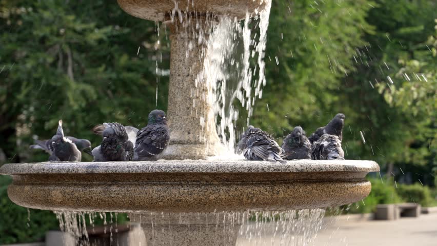 City park stone fountain attracting flock of urban pigeons drinking, bathing under cascading water, finding refreshment during warm summer day