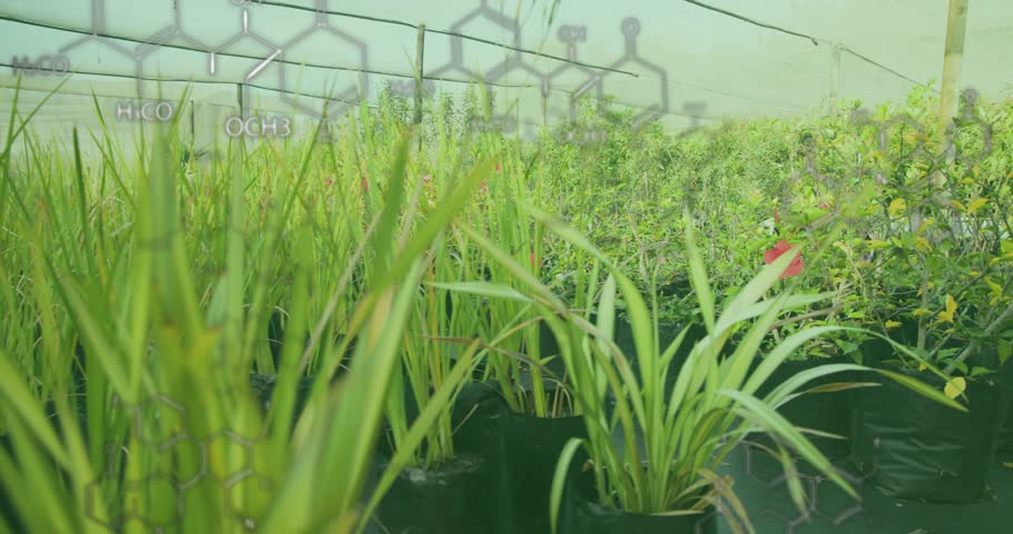 Camera zooming into grass in pots, panning right revealing greenhouse chemical overlays dissolving. Horticulture, botanicals, sustainability, scientific, experimental, modern, environmental