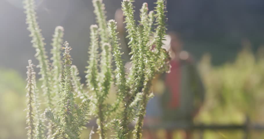 Plants backlighting bokeh, couple walking fence, woman raising smartphone, capturing travel selfie. Nature, adventure, leisure, outdoor, scenic, aperture, candid