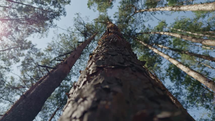 Looking Up At Tall Pine Trees In Forest. Evergreen Woods, Sun Flare Through Tree Canopy, Majestic Conifer Bark. Forest Ecosystem Pine Needles. Woodland Tree Trunk. Natural Park Landscape Wooded Area