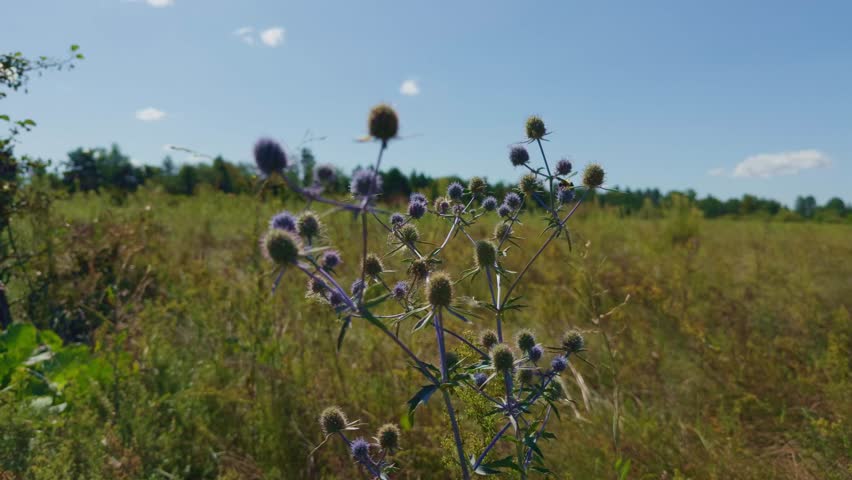 Eryngium Planum Blue Thistle Flowers Blooming In Sunny Field. Wildflower Meadow In Summer, Natural Botany. Wild Thistle Plant Spiky Blue Purple Blooms Herbal Medicine Plant, Bee Food Source Wildflower