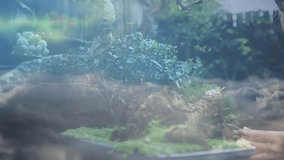 Woman reaching bonsai moss causing technology network nodes overlaying while adjusting branch angle. Botanical, horticulture, mindfulness, digital, nature, serenity, craftsmanship - Powered by Shutterstock - Get 15% off with code: PIKWIZARD15
