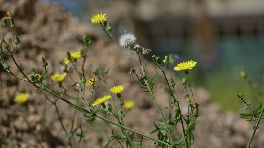 Sonchus plant with yellow flowers grows outdoors in a sunny torrevieja, spain setting, showing vibrant green stems and delicate blossoms against an earthy background.