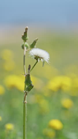 Fluffy dandelion in sunny outdoor setting with blurry green and yellow field in torrevieja, spain showcasing natural beauty of the landscape in springtime.