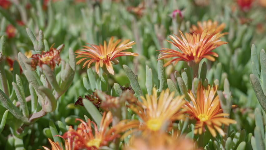 Vibrant orange and yellow flowers bloom in the sunlight in a lush garden in torrevieja, spain, showcasing the beauty and diversity of outdoor floral landscapes.