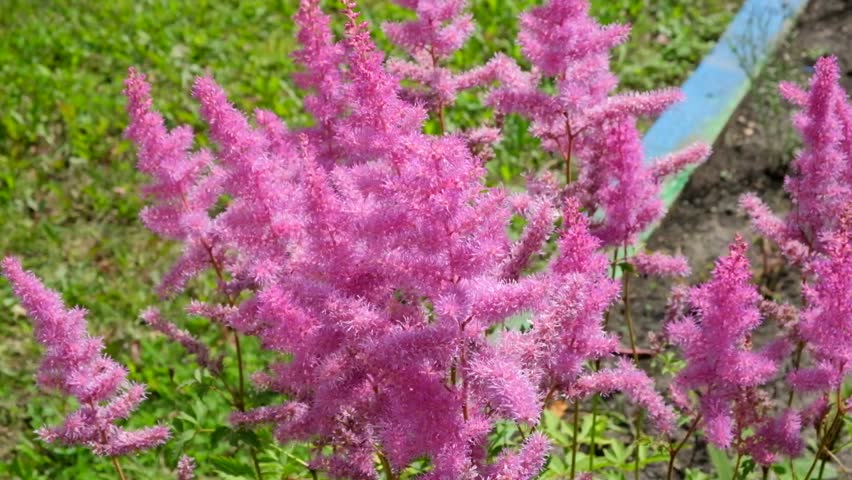 Close-up of the lush lilac-purple inflorescences of the popular perennial Astilbe Amethyst. The plant sways in the wind
