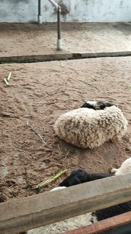 A goat rests calmly inside its pen, lying down peacefully in the shade of the barn enclosure.