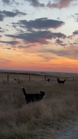 Majestic, Gorgeous, Beautiful Alberta, Canada, sunset sky, with vibrant orange and pink clouds over open prairie landscape, capturing the calm and colourful evening light across the rural horizon.