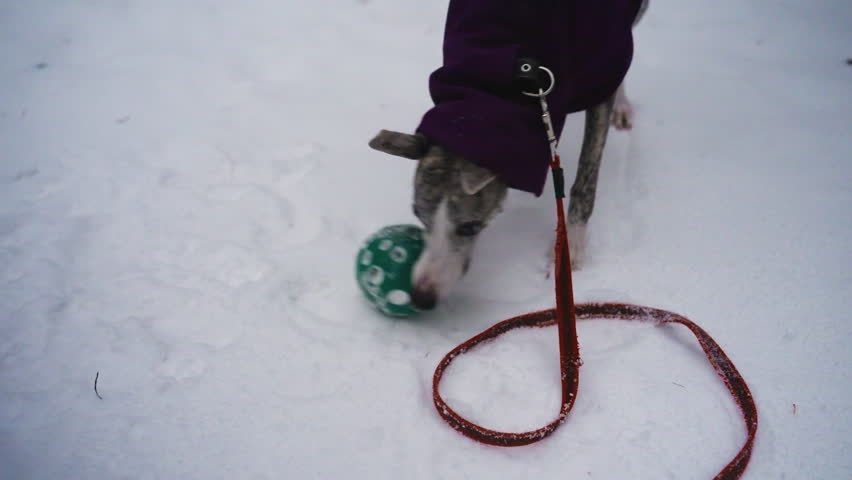 Whippet dog wearing purple coat plays with green ball on snowy ground while attached to red leash. Curious dog focuses on toy during winter walk, expressing playful energy and outdoor engagement in