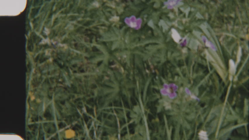 This 8mm film captures a delicate white butterfly gracefully perched on vibrant purple flowers against the backdrop of a lush green meadow