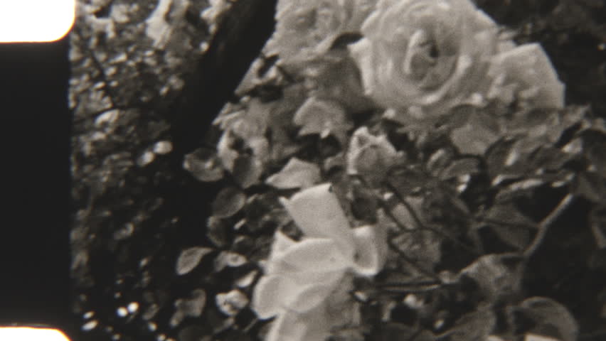 This black-and-white 8mm film captures a charming vintage scene of delicate white flowers cascading over lush dark foliage, with soft focus and gentle movement in the breeze evoking a nostalgic