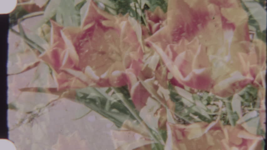 A close-up captured on grainy 8mm film highlights the vivid pink and yellow petals of tulips, revealing their intricate inner structures and soft textures in gentle natural light