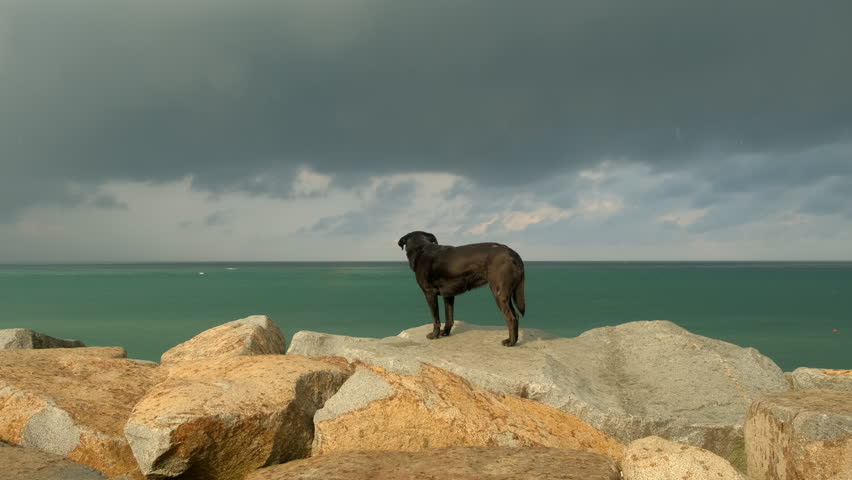 Black dog standing on rocks observing ocean under cloudy sky in rainy day. Black lab standing majestically on rocky oceanfront, gazing across expansive seascape under dramatic cloudy overcast sky.