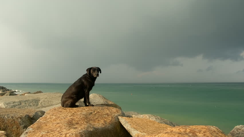 Brown lab dog sitting on rock observing ocean under cloudy sky in rain. Black labrador majestically sits on rocky oceanfront, gazing across expansive seascape under dramatic cloudy overcast sky.