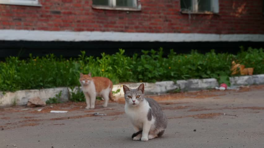 Two cats in an urban setting. One is a gray and white cat, and the other is an orange tabby. They are on a paved surface with greenery in the background.