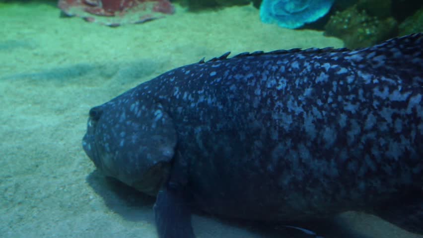 A close-up shot of giant grouper