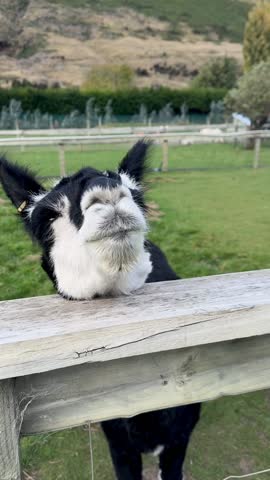 Curious llama grazes in scenic pasture. Farming