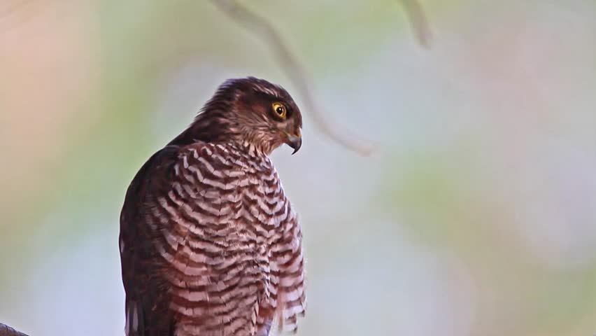 A Sparrowhawk portrait (Accipiter nisus) perches near its nest on a pine tree in the Mediterranean woodland