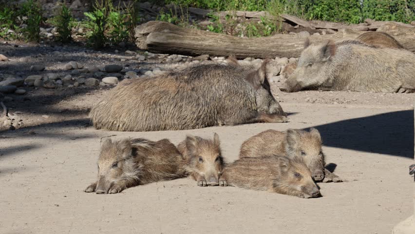 Wild pig family resting in the sun, young piglets