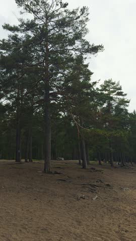 Vertical, low-angle shot along an empty, damp sandy beach, leading to the calm, reflective water of a forest lake, with a dense line of towering pine trees creating a moody and isolated atmosphere