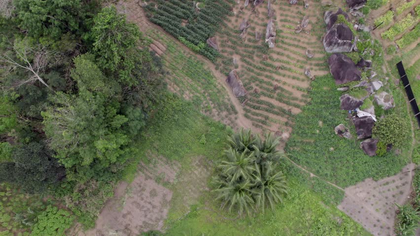Drone bird eye view footage of cassava farm on Mahe island, Seychelles 30fps 001