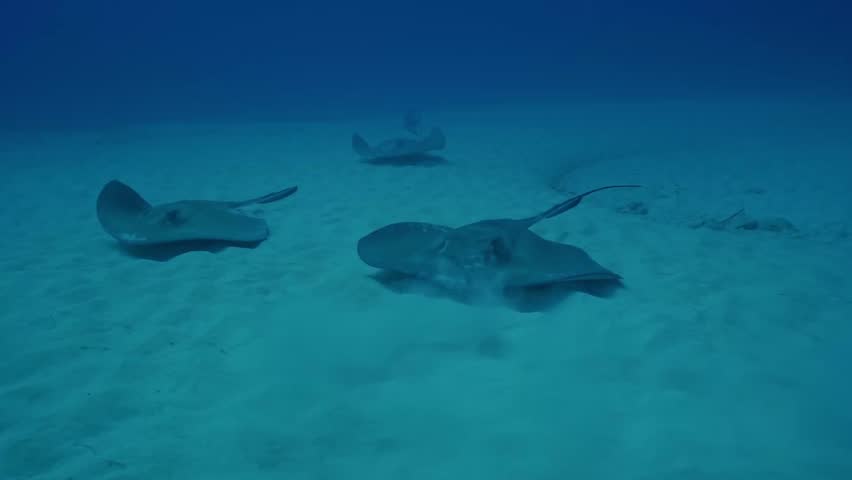Three stingrays swimming low over the bright sandy bottom adjacent to the coral reefs in the crystal-clear, turquoise waters of Cozumel, México, a classic sight for divers and snorkelers.