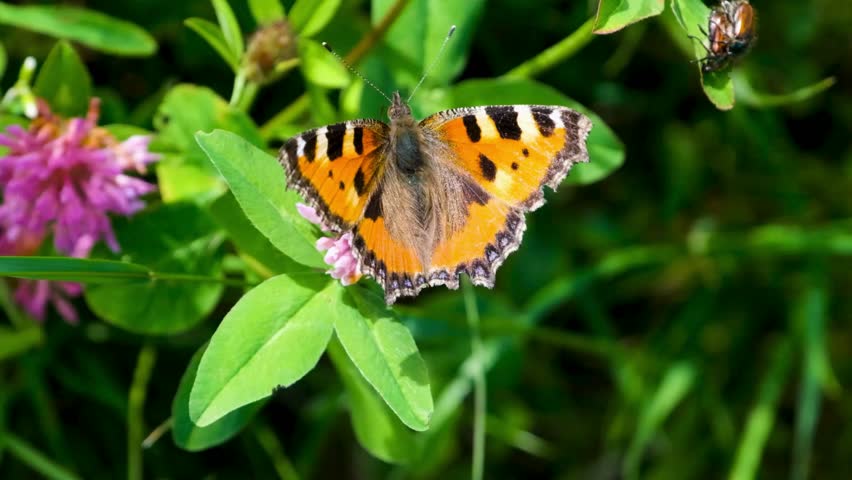 Bright butterfly sips nectar from pink clover blossom. Lush green foliage creates natural backdrop in meadow. Sun shines. Four split screens.