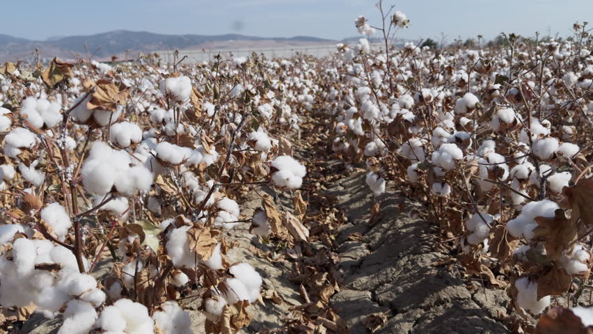Agriculture Farm Life Concept Cotton Plant Field in Nature