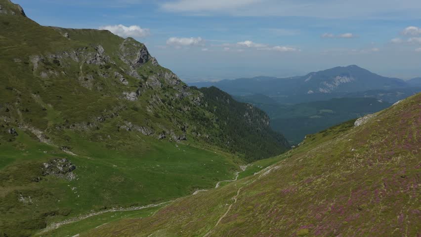 Tiganesti Valley, Bucegi Mountains, blooming Carpathian rhododendron (Rhododendron kotschyi) on mountain slopes with hiking trail towards Malaiesti and distant Postavaru and Piatra Mare, Romania