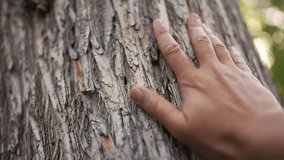 A man's hand touches the tree bark, with the hand exploring the tree's texture. The fingers run along the tree as sunlight catches the hand and tree bark. - Powered by Shutterstock - Get 15% off with code: PIKWIZARD15