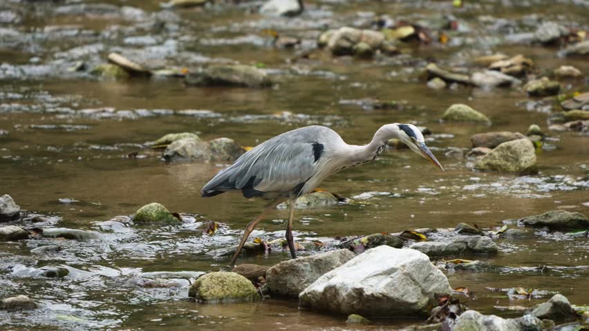 Grey Heron Standing and Searching for Prey in a Shallow Rocky Stream