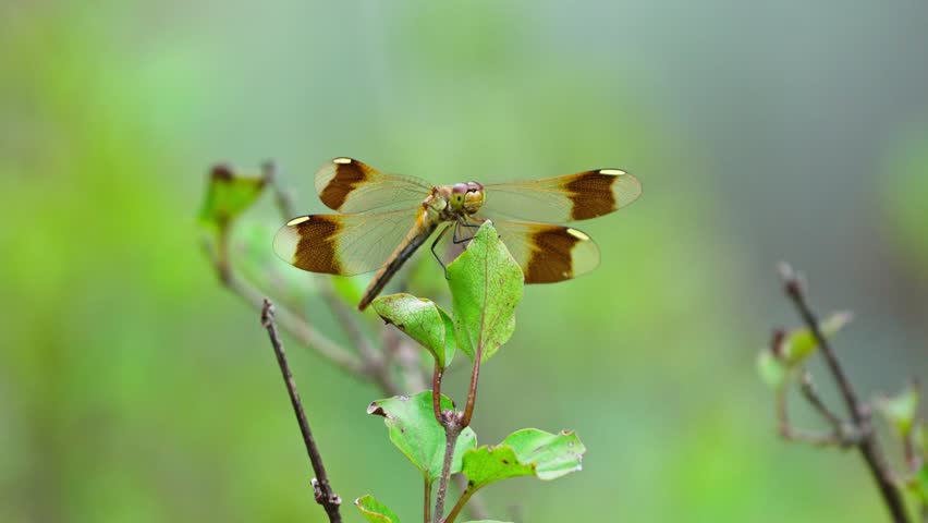 Frontal View of Band-winged Darter Dragonfly Resting on a Plant in Nature