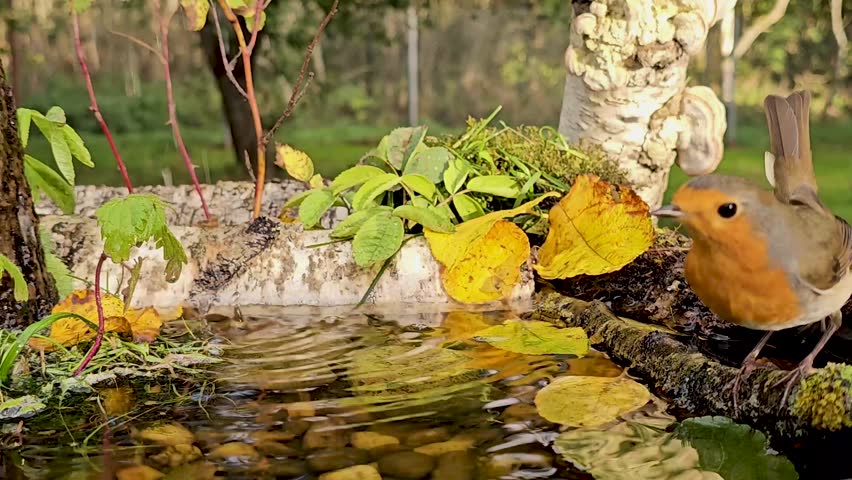 The redstart, a small bird (Muscicapidae), bathes in a natural forest pond.