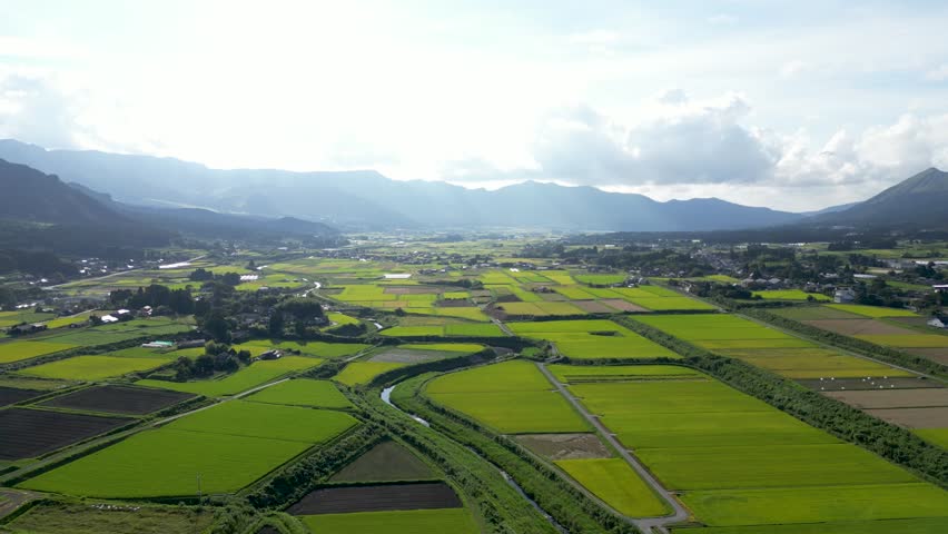 Stunning cinematic drone view over bright yellow rice fields in Japan