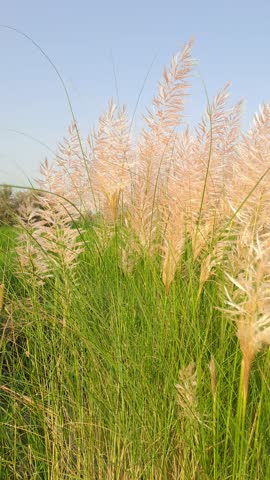 Tall, feathery, golden-tan plumes of wild sugarcane stand against a clear blue sky, emerging from a dense field of green stalks.