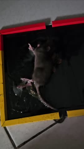 Mice trapped in mouse glue traps