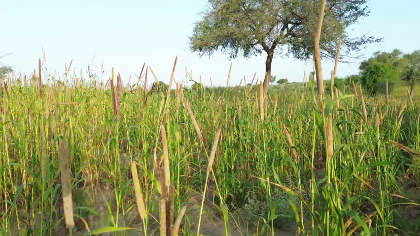 Green millet crop field view with trees in sunlight