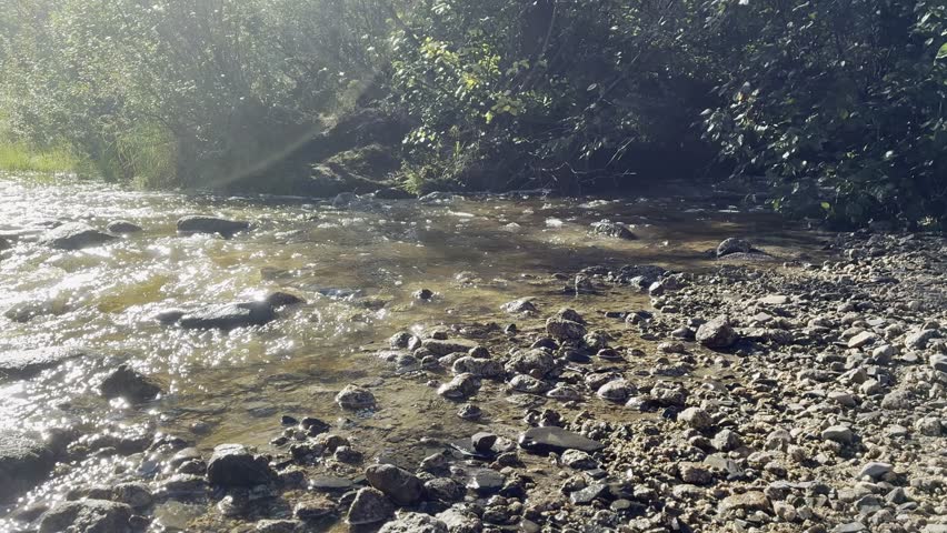 Gentle river water flows over smooth rocks in sun-dappled forest