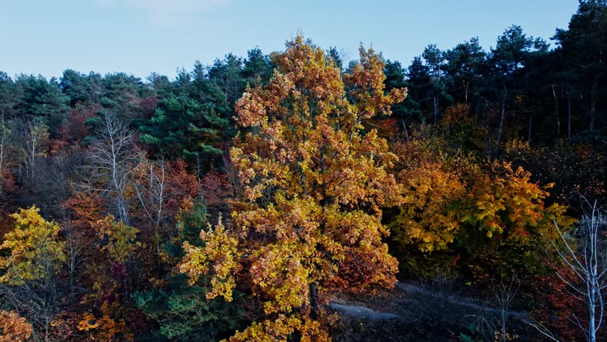 Colorful Autumn Trees in the Countryside