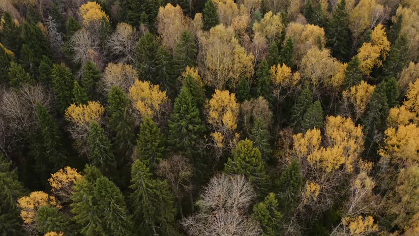Colorful Autumn Trees in the Countryside