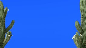 Animated seamless pattern of Saguaro Cactus with white flowers in a desert landscape. Ideal for backgrounds, wallpapers, and decorative elements with a botanical theme. The repeating texture creates - Powered by Shutterstock - Get 15% off with code: PIKWIZARD15