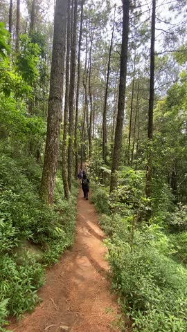 The pine forest mountain path is very exciting