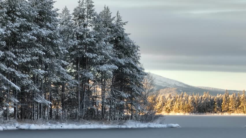 Dense snow-covered coniferous forest at the edge of a frozen lake, with trees in the background illuminated by golden sunlight and a snowy mountain beyond